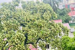 H&agrave; Nội lấy &yacute; kiến người d&acirc;n về c&acirc;y hoa sữa