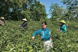 Xã Thạch An tập trung phát triển cây chè hàng hóa