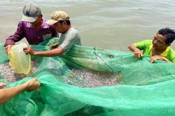 Rủ nhau đi bắt cá đồng