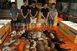 C&ocirc;ng an TPHCM triệt ph&aacute; băng trộm ch&oacute; m&egrave;o chuy&ecirc;n nghiệp, quy m&ocirc; lớn, cung cấp thịt cho nhiều tỉnh, th&agrave;nh
