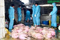 Dịch tả lợn ch&acirc;u Phi diễn biến phức tạp tại x&atilde; Nghĩa Đồng, đ&atilde; ti&ecirc;u hủy hơn 46 tấn