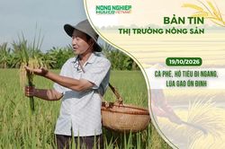 Thị trường n&ocirc;ng sản 19/10/2026: C&agrave; ph&ecirc;, hồ ti&ecirc;u đi ngang, l&uacute;a gạo ổn định
