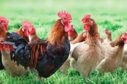 Đàn gà 1,2 triệu con của tỷ phú Trần Đình bây giờ ra sao?
