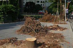 Chặt hạ loạt cây xanh để làm hầm chui qua Vành đai 3