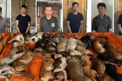 Triệt ph&aacute; đường d&acirc;y trộm cắp v&agrave; ti&ecirc;u thụ hơn 10 tấn thịt ch&oacute; m&egrave;o li&ecirc;n tỉnh