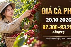 Gi&aacute; c&agrave; ph&ecirc; h&ocirc;m nay 20.10.2026: Chờ nhịp mới sau khi tăng 200 đồng/kg