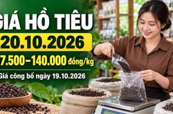 Gi&aacute; hồ ti&ecirc;u h&ocirc;m nay 20.10.2026: Chờ sức mua mới ở v&ugrave;ng 140.000 đồng/kg