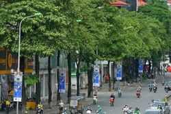 Hà Nội ban hành danh mục cây xanh mới, hoa sữa có bị cấm trồng?