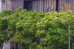 H&agrave; Nội ban h&agrave;nh danh mục quản l&yacute; c&acirc;y xanh: Kh&ocirc;ng c&ograve;n c&acirc;y hoa sữa