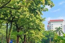 Hoa sữa kh&ocirc;ng nằm trong 18 loại c&acirc;y bị cấm trồng tại H&agrave; Nội