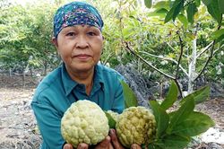 Loại cây càng trồng trên đất đá cằn cỗi càng sai quả, giúp người dân miền núi làm giàu