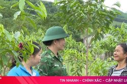 Triển vọng từ c&acirc;y d&oacute; trầm ở bản R&agrave;o Tre
