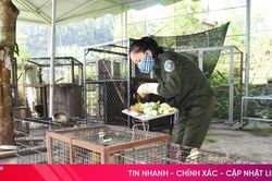 Gian nan c&ocirc;ng t&aacute;c cứu hộ, bảo vệ động vật hoang d&atilde;