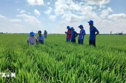 C&agrave; Mau giảm chi ph&iacute;, tăng lợi nhuận từ m&ocirc; h&igrave;nh l&uacute;a ph&aacute;t thải thấp