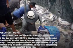 Động lực quan trọng th&uacute;c đẩy ng&agrave;nh h&agrave;ng c&aacute; tra ph&aacute;t triển bền vững