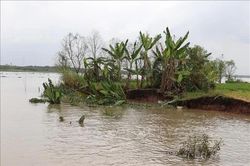 Sạt lở bờ s&ocirc;ng Tiền ảnh hưởng 6 hộ d&acirc;n ở Đồng Th&aacute;p