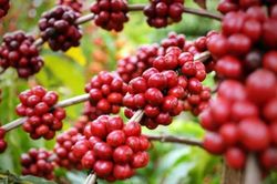 Gi&aacute; n&ocirc;ng sản h&ocirc;m nay (20/10): Gi&aacute; thịt lợn hơi ổn định, c&agrave; ph&ecirc; bật tăng