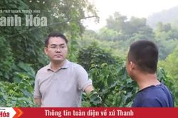 Cây cà phê giữa đồi luồng Thiên Phủ