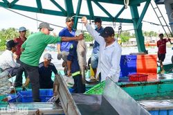 An Giang khắc phục hạn chế trong chống khai th&aacute;c IUU