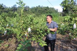 Chuyển đổi đất lúa nương sang trồng cây lâu năm