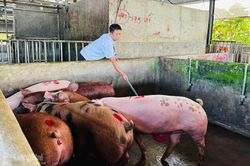 C&aacute;c cơ sở chăn nu&ocirc;i heo mong xử l&yacute; nghi&ecirc;m vi phạm sử dụng chất cấm