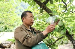 Tăng thu từ na trái vụ