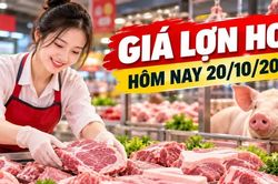 Gi&aacute; lợn hơi h&ocirc;m nay 20/10: Miền Bắc phổ biến 51.000 - 52.000 đồng/kg