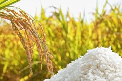 Ng&agrave;y 20/10: Gi&aacute; l&uacute;a gạo tại Đồng bằng s&ocirc;ng Cửu Long b&igrave;nh ổn