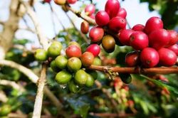 Ng&agrave;y 20/10: Gi&aacute; c&agrave; ph&ecirc; c&oacute; t&iacute;n hiệu t&iacute;ch cực, hồ ti&ecirc;u ổn định