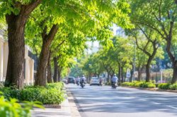 H&agrave; Nội siết quản l&yacute; c&acirc;y xanh, cấm trồng 18 loại c&acirc;y tiềm ẩn rủi ro