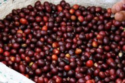 Gi&aacute; c&agrave; ph&ecirc; b&ugrave;ng nổ sắc xanh, đ&agrave; tăng k&eacute;o gi&aacute; nội địa lập đỉnh mới
