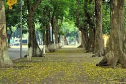 H&agrave; Nội: 18 loại c&acirc;y kh&ocirc;ng được ph&eacute;p trồng l&agrave; những c&acirc;y n&agrave;o?