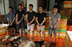 Quyết liệt đấu tranh, xử l&yacute; c&aacute;c đường d&acirc;y trộm cắp ch&oacute;, m&egrave;o