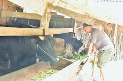 Ph&aacute;t triển sinh kế gắn với thị trường để đồng b&agrave;o d&acirc;n tộc vươn l&ecirc;n tho&aacute;t ngh&egrave;o thực chất