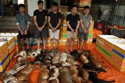 Từ những vụ mất th&uacute; cưng đến c&aacute;c đường d&acirc;y trộm cắp li&ecirc;n tỉnh:  C&ocirc;ng an TPHCM quyết liệt đấu tranh, bảo vệ t&agrave;i sản của Nh&acirc;n d&acirc;n