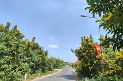 Đẹp ngỡ ng&agrave;ng đường hoa chu&ocirc;ng nở v&agrave;ng rực rỡ ở Đo&agrave;i Phương