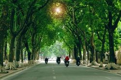 18 lo&agrave;i c&acirc;y xanh H&agrave; Nội cấm trồng nơi c&ocirc;ng cộng