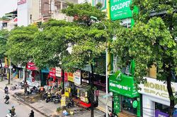 Tại sao H&agrave; Nội trồng nhiều c&acirc;y hoa sữa?