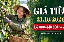 Gi&aacute; hồ ti&ecirc;u h&ocirc;m nay 21.10.2026: Chờ sức mua sau nhịp giảm ở bốn v&ugrave;ng