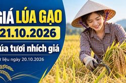Gi&aacute; l&uacute;a gạo h&ocirc;m nay 21.10.2026: L&uacute;a tươi nh&iacute;ch l&ecirc;n, sức mua c&ograve;n chậm