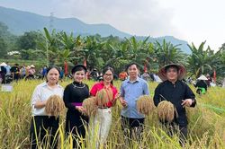 Về Bắc M&ecirc; kh&aacute;m ph&aacute; n&eacute;t đẹp lao động qua hội thi cắt l&uacute;a nếp, gi&atilde; b&aacute;nh giầy