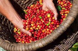 Bản tin n&ocirc;ng sản h&ocirc;m nay (21-10): Gi&aacute; c&agrave; ph&ecirc; tăng nhẹ tr&ecirc;n hai s&agrave;n quốc tế
