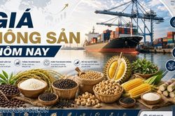 Gi&aacute; n&ocirc;ng sản h&ocirc;m nay 21/10/2026: Gi&aacute; c&agrave; ph&ecirc; trong nước c&oacute; cơ hội t&aacute;i chinh phục mốc 95.000 đồng? Cuộc đua tồn tại của &ocirc;t&ocirc; Trung Quốc ở ch&acirc;u &Acirc;u