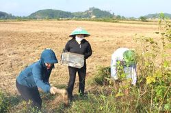 L&atilde;nh đạo, người d&acirc;n c&ugrave;ng ra đồng diệt chuột