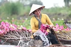 Ngỡ ng&agrave;ng trước vẻ đẹp m&ugrave;a nước nổi ở miền T&acirc;y Nam Bộ