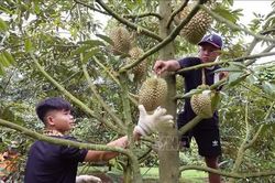 Giữ vị thế v&ugrave;ng n&ocirc;ng sản tỷ USD - B&agrave;i cuối: Minh bạch nguồn gốc, củng cố chuỗi li&ecirc;n kết