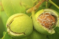 Kh&ocirc;ng ăn c&aacute; hồi vẫn bổ sung Omega-3 với những thực phẩm quen thuộc n&agrave;y