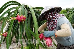 Hỗ trợ ti&ecirc;u thụ n&ocirc;ng sản v&agrave; hoa Tết