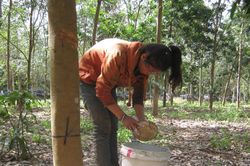 Công bố bản đồ ranh giới rừng phục vụ thực hiện EUDR