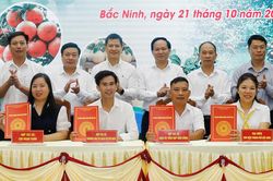 Bắc Ninh: Đẩy mạnh kết nối ti&ecirc;u thụ tr&aacute;i c&acirc;y chủ lực